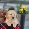 Image of Easton, a Golden Retriever puppy