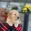 Image of Easton, a Golden Retriever puppy