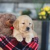 Image of Easton, a Golden Retriever puppy
