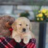 Image of Easton, a Golden Retriever puppy