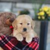 Image of Easton, a Golden Retriever puppy