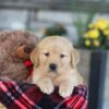 Image of Easton, a Golden Retriever puppy