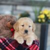 Image of Easton, a Golden Retriever puppy