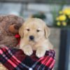 Image of Easton, a Golden Retriever puppy
