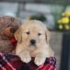 Image of Easton, a Golden Retriever puppy