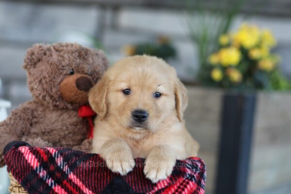 Image of Easton, a Golden Retriever puppy