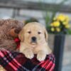 Image of Easton, a Golden Retriever puppy