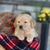 Image of Easton, a Golden Retriever puppy