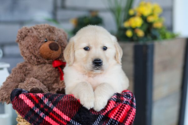 Image of Elon, a Golden Retriever puppy