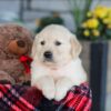 Image of Elon, a Golden Retriever puppy