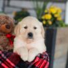 Image of Elon, a Golden Retriever puppy
