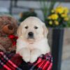 Image of Elon, a Golden Retriever puppy