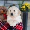 Image of Elon, a Golden Retriever puppy
