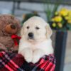 Image of Elon, a Golden Retriever puppy