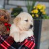 Image of Elon, a Golden Retriever puppy