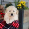 Image of Elon, a Golden Retriever puppy