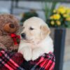 Image of Elon, a Golden Retriever puppy