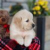 Image of Elsa, a Golden Retriever puppy