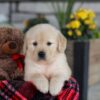 Image of Elsa, a Golden Retriever puppy