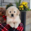 Image of Elsa, a Golden Retriever puppy