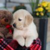 Image of Elsa, a Golden Retriever puppy