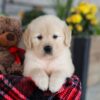 Image of Elsa, a Golden Retriever puppy