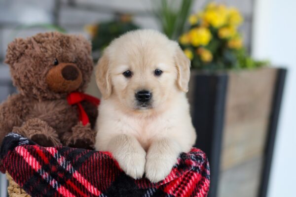 Image of Elsa, a Golden Retriever puppy