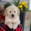 Image of Elsa, a Golden Retriever puppy