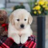 Image of Elsa, a Golden Retriever puppy