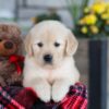 Image of Elsa, a Golden Retriever puppy