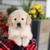 Image of Elsa, a Golden Retriever puppy