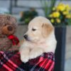 Image of Ethan, a Golden Retriever puppy