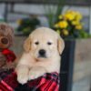 Image of Ethan, a Golden Retriever puppy