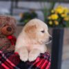 Image of Ethan, a Golden Retriever puppy