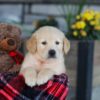 Image of Ethan, a Golden Retriever puppy
