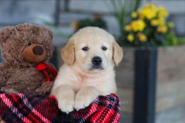 Image of Ethan, a Golden Retriever puppy