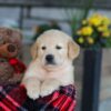 Image of Ethan, a Golden Retriever puppy