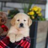 Image of Ethan, a Golden Retriever puppy