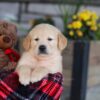 Image of Ethan, a Golden Retriever puppy