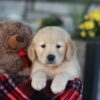 Image of Evan, a Golden Retriever puppy