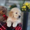 Image of Evan, a Golden Retriever puppy