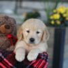 Image of Evan, a Golden Retriever puppy