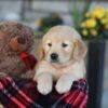 Image of Evan, a Golden Retriever puppy