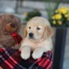 Image of Evan, a Golden Retriever puppy