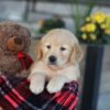 Image of Evan, a Golden Retriever puppy