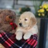 Image of Evan, a Golden Retriever puppy