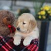 Image of Evan, a Golden Retriever puppy