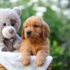 Image of Everest, a Golden Retriever puppy