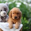 Image of Everest, a Golden Retriever puppy