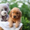 Image of Everest, a Golden Retriever puppy